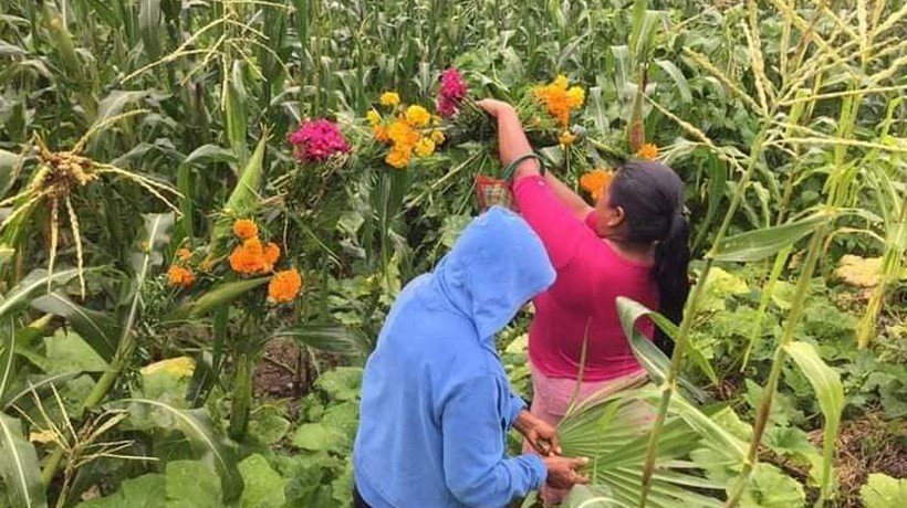 Celebran en Guerrero el Xilocruz por los primeros granos de maíz