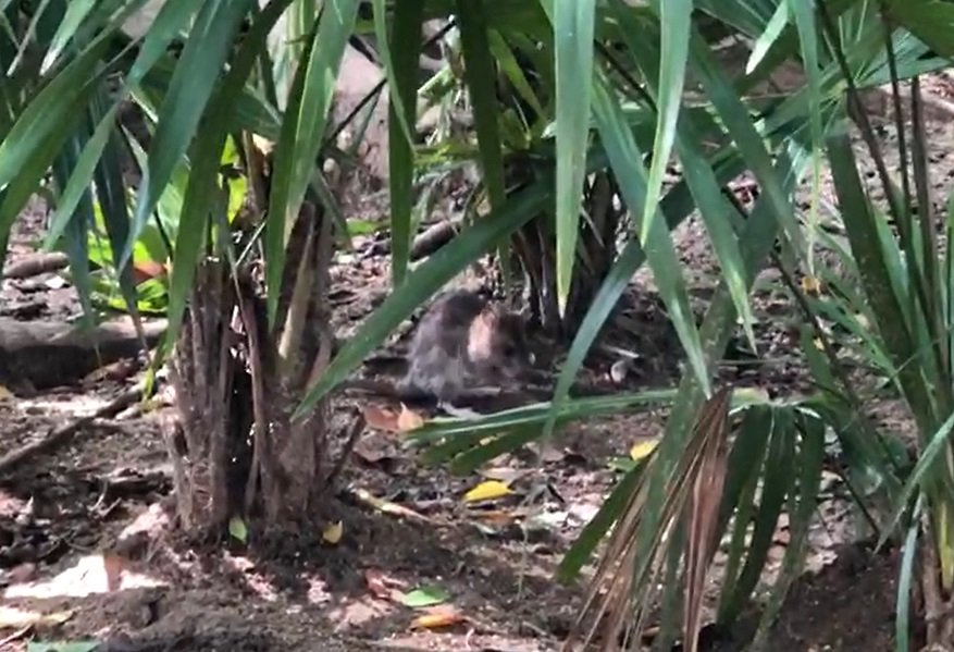 Ratas invaden jardineras del Zócalo de Acapulco