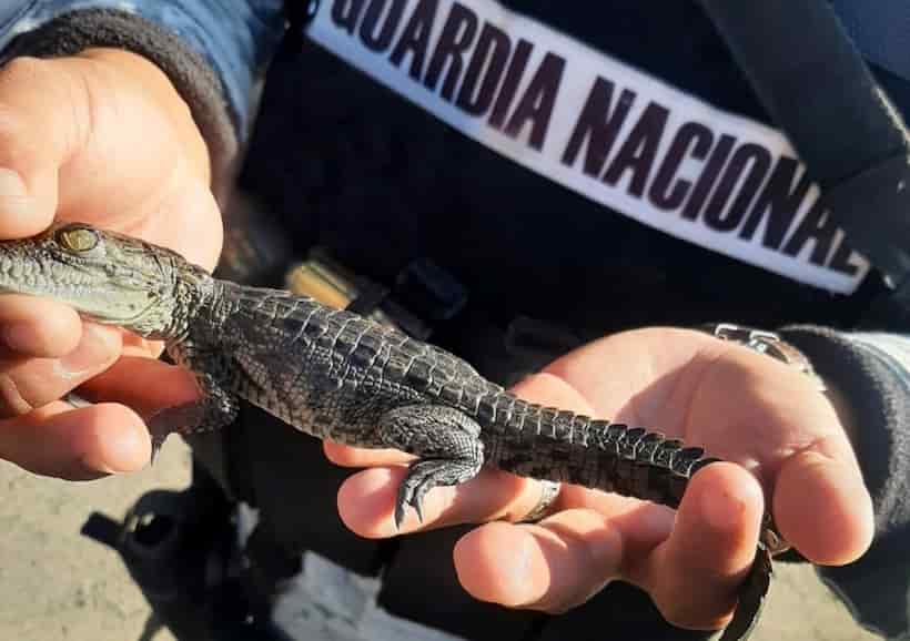 Rescata GN cría de cocodrilo en Hidalgo; lo enviaron por paquetería