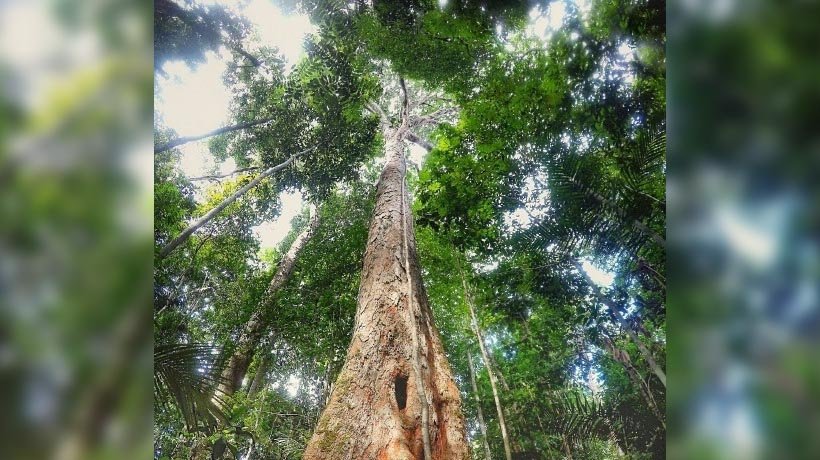 Descubren el árbol más alto de la selva del Amazonas