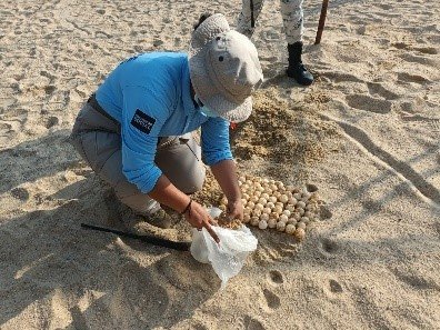 Recolectan más de 2 mil huevos de tortuga durante septiembre en Acapulco