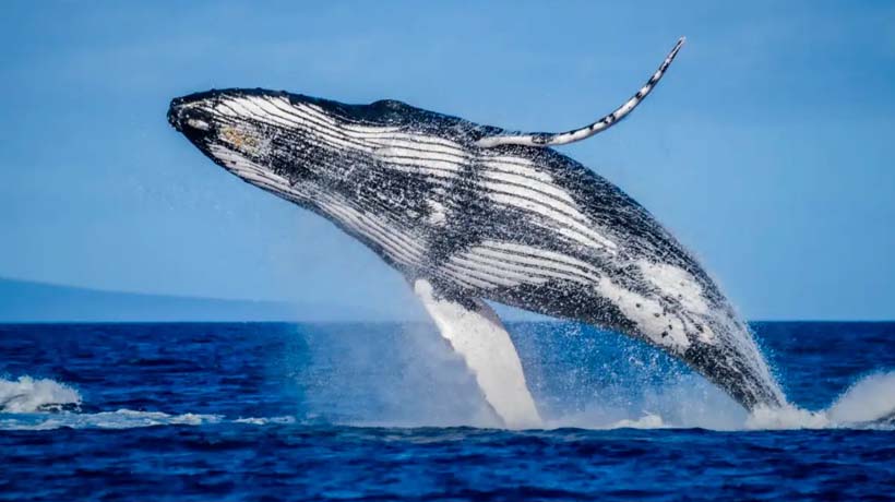 Capacitarán en Acapulco a guías de avistamiento de ballenas