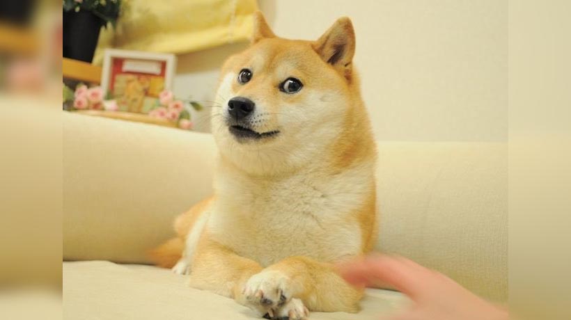Cumple 17 años Kabosu, el perro del famoso meme Doge
