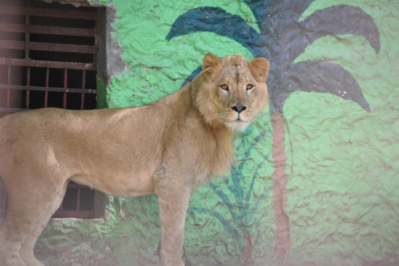 Donan león al zoológico de Chilpancingo; sus dueños ya no podían tenerlo