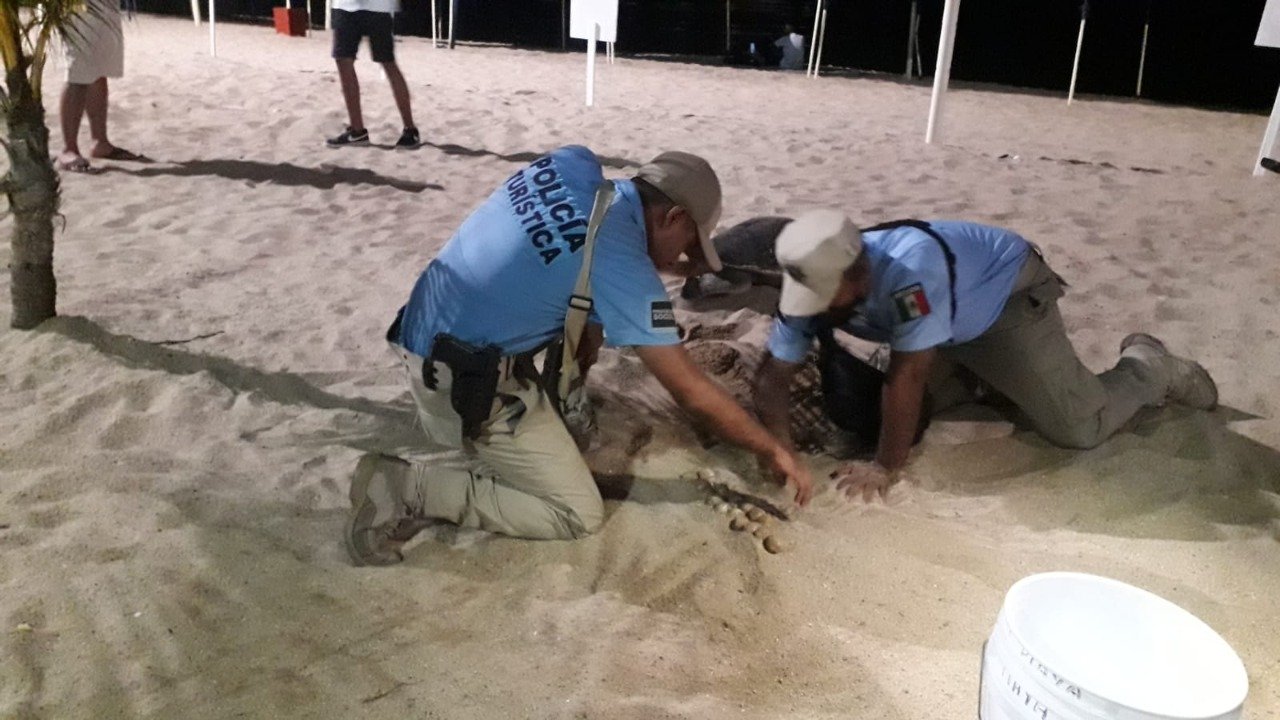 Recuperan en Acapulco 606 huevos de tortuga