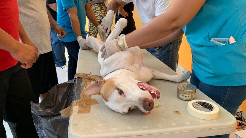 Siguen campañas de vacunación animal en Acapulco