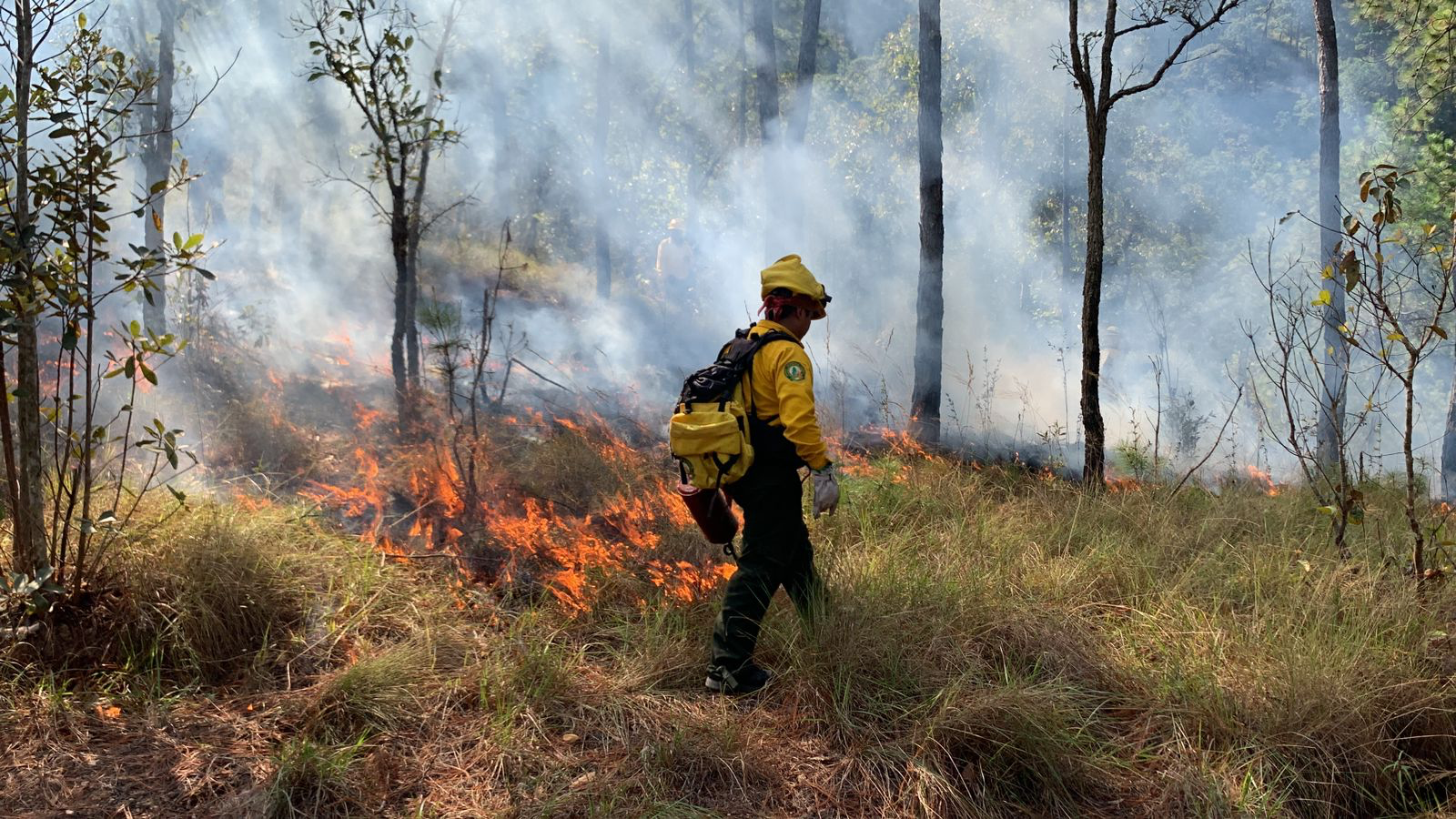 Guerrero tuvo 245 incendios forestales la temporada pasada de estiaje