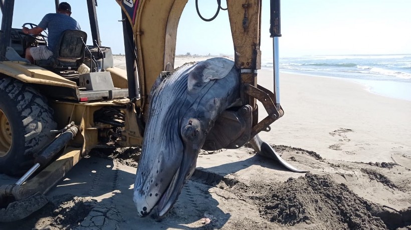 Hallan varada a la cría de una ballena en Acapulco