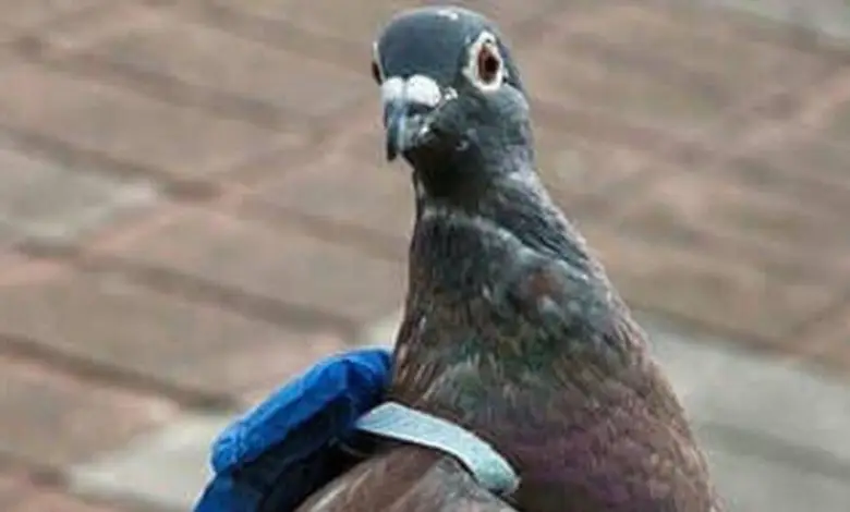 Descubren paloma con mochila transportando droga en Canadá