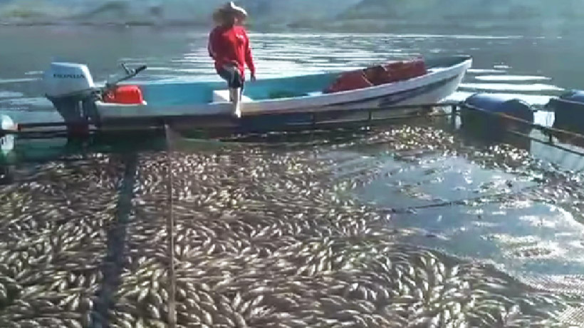 Provoca Conagua muerte de miles de peces en presa de Guerrero