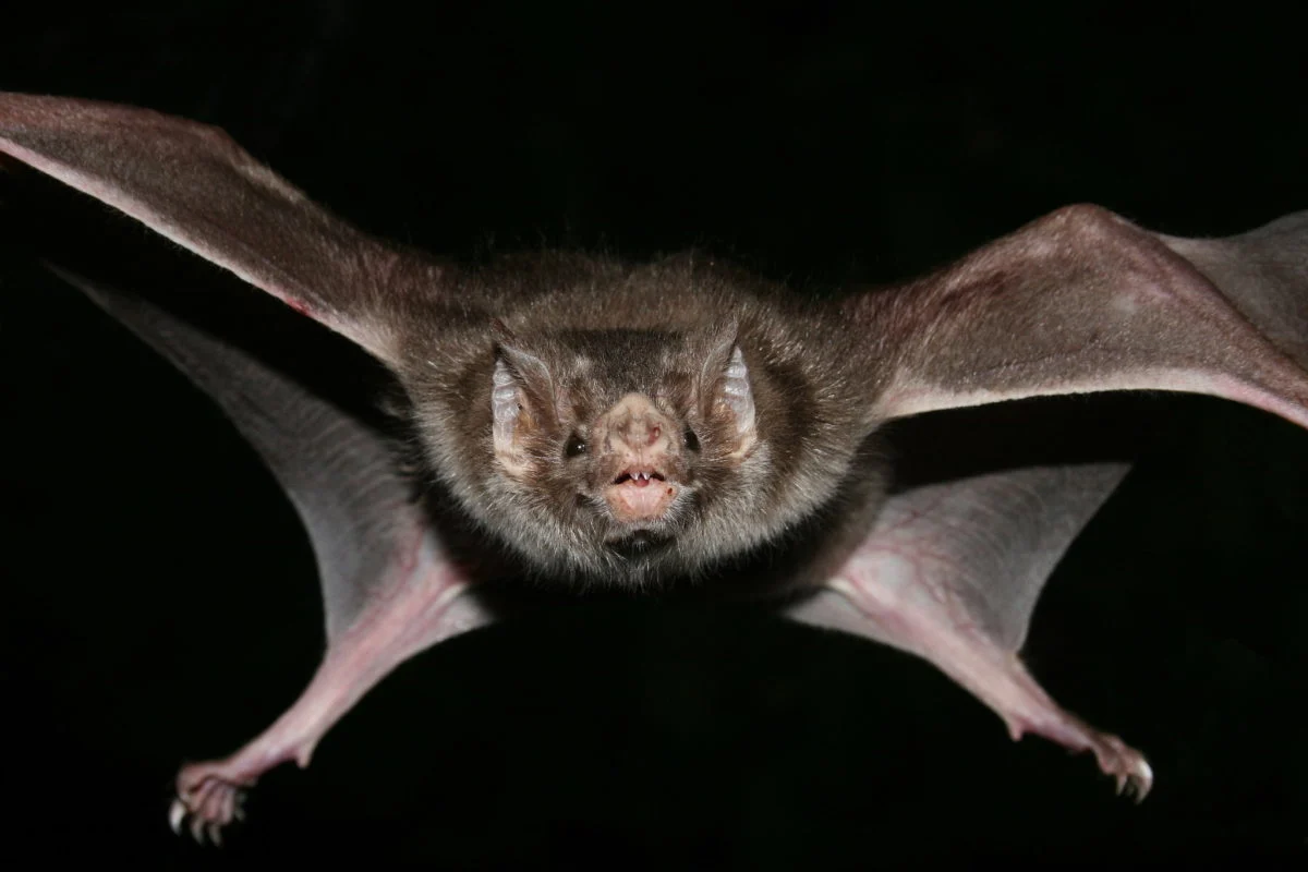 Confirman rabia en menor mordido por murciélago en Oaxaca