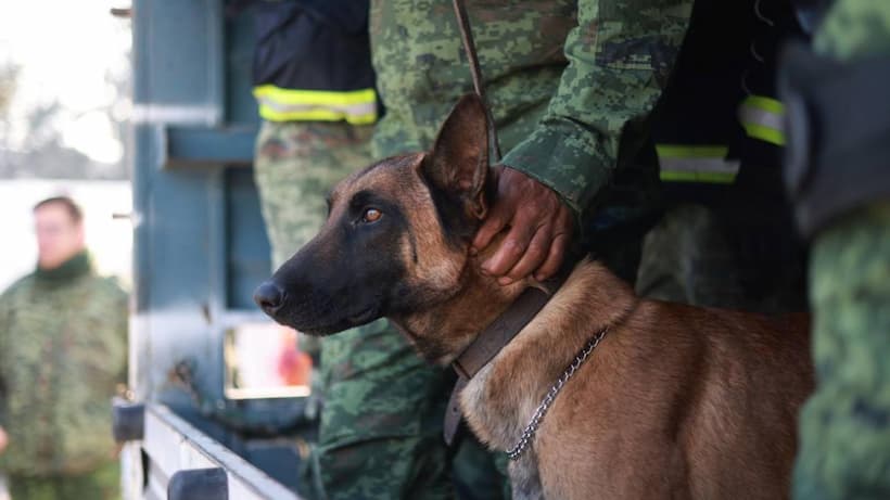 Califica argentina a mexicanos de ególatras por perros rescatistas en Turquía