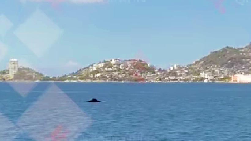 VIDEO: Captan a dos ballenas nadando por zona Tradicional de Acapulco