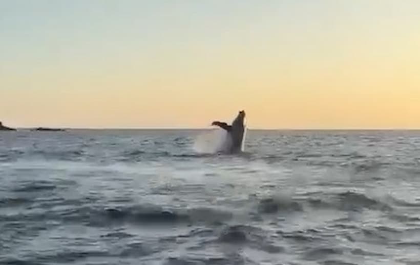 Dan ballenas espectáculo a turistas en la bahía de Acapulco
