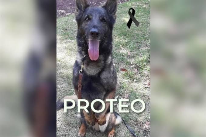 Fallece “Proteo” perro rescatista en Turquía