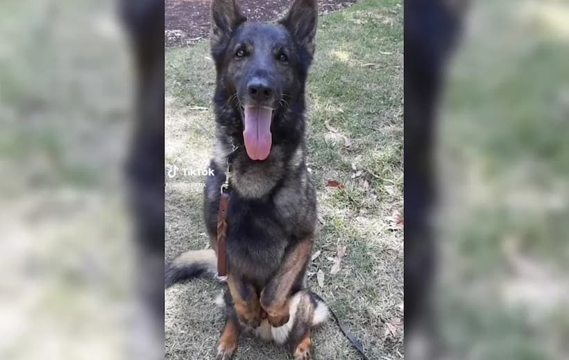 Fallece ‘Proteo’, perro rescatista de la Sedena que apoyaba en Turquía