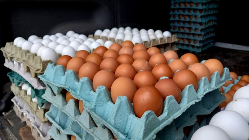 Incremento en costo del huevo es porque “gallinas ponen menos en invierno”: Profeco