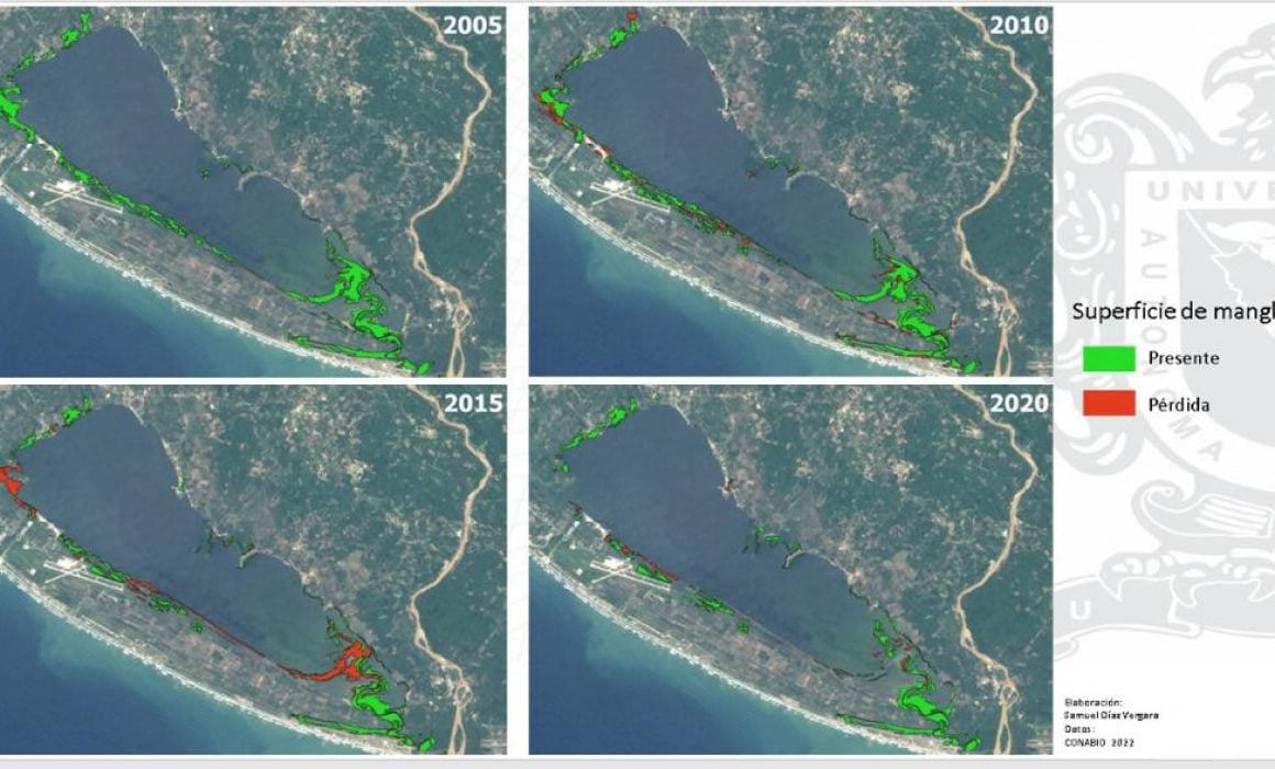 Ha perdido laguna de Tres Palos el 36% de sus manglares