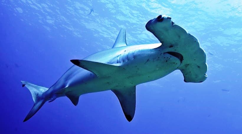 Perrito ahuyenta a tiburón martillo en las Bahamas y se hace viral