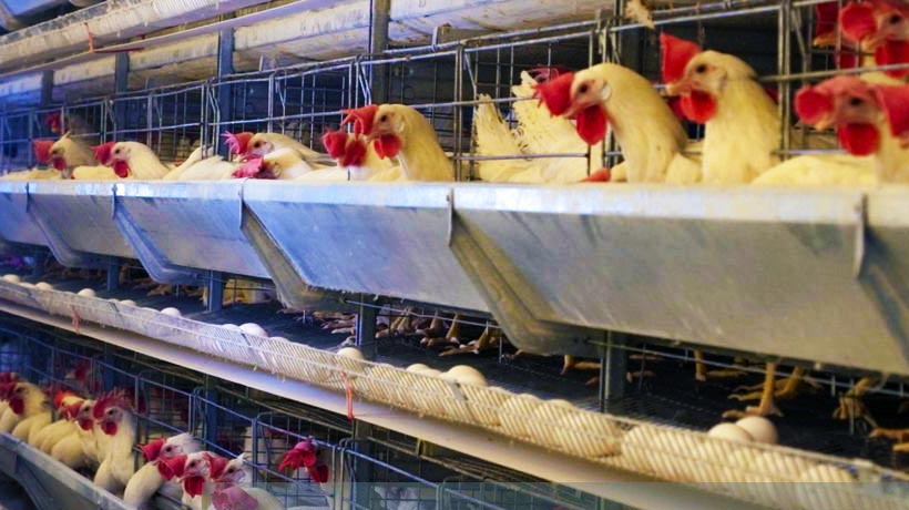 Preocupa a OMS que gripe aviar se convierta en pandemia
