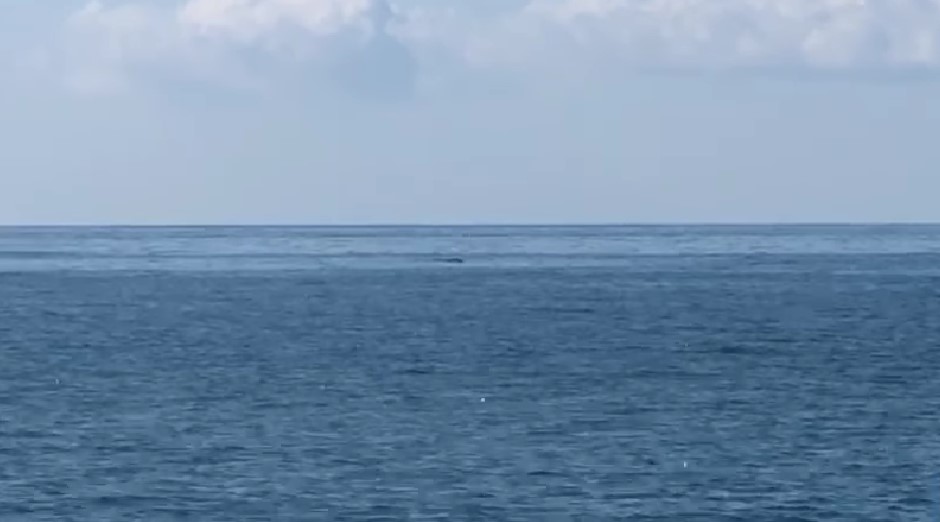 VIDEO: Captan ballena desde playa Papagayo de Acapulco