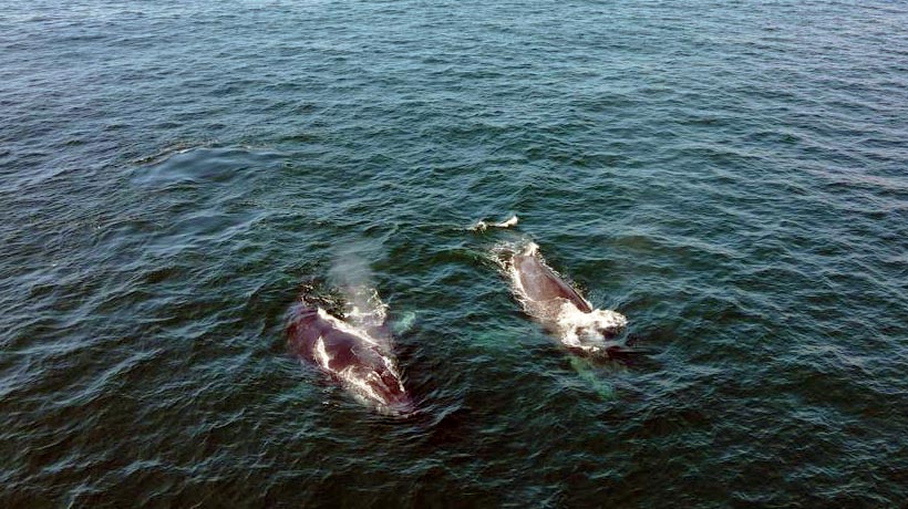 Vigilan que se cumpla norma sobre avistamientos de ballenas en Acapulco