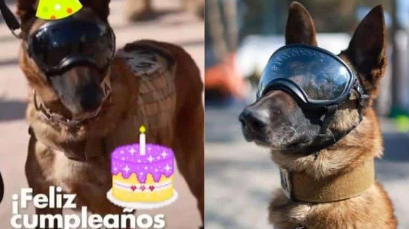 VIDEO: Cumple años en Turquía perro rescatista de México