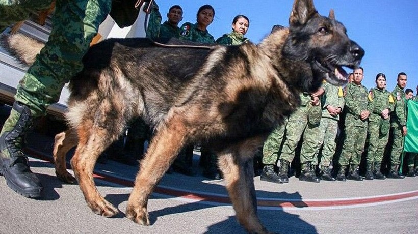 Hará Turquía monumento a Proteo, el perro rescatista de México