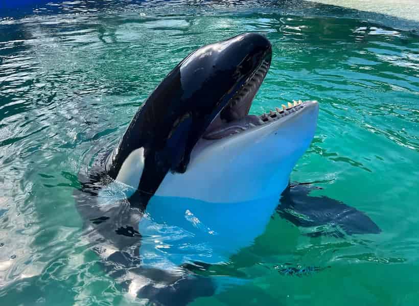 Liberarán a orca “Lolita” tras pasar 52 años en cautiverio