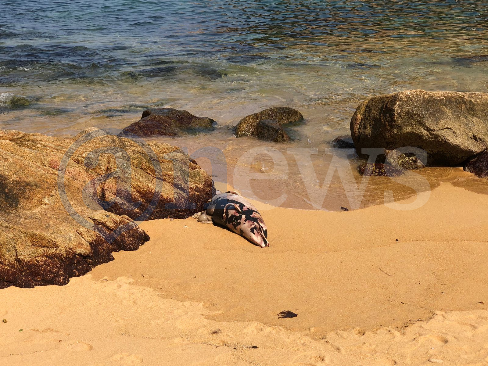 Localizan delfín muerto en Playa La Angosta