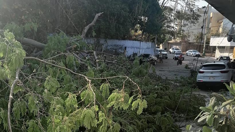 Cae árbol de parota sobre dos autos en Las Playas de Acapulco