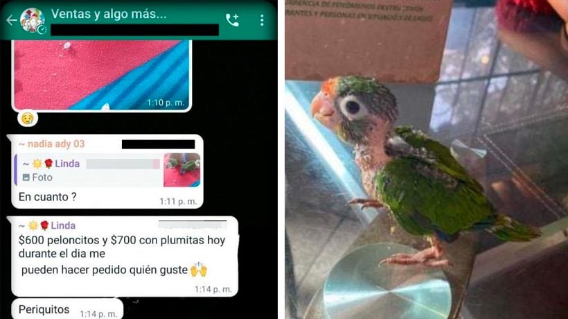 Trafican periquitos silvestres en grupos de WhatsApp de Acapulco