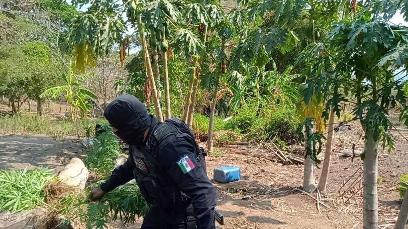 Hallan plantío de marihuana en Costa Chica de Guerrero