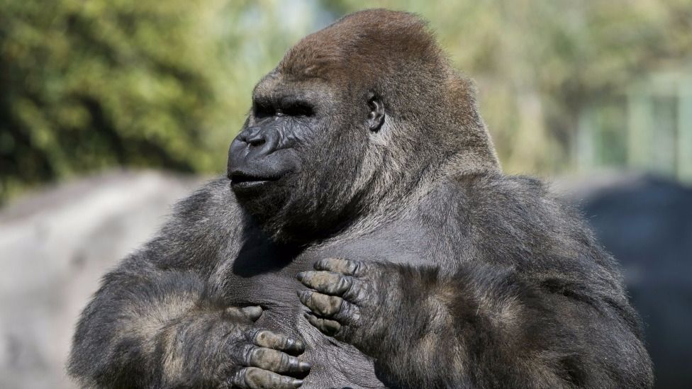 Alerta en Hidalgo: Reportan un gorila suelto