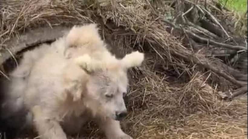 VIDEO: Viralizan a oso saliendo de su cueva tras periodo de hibernación