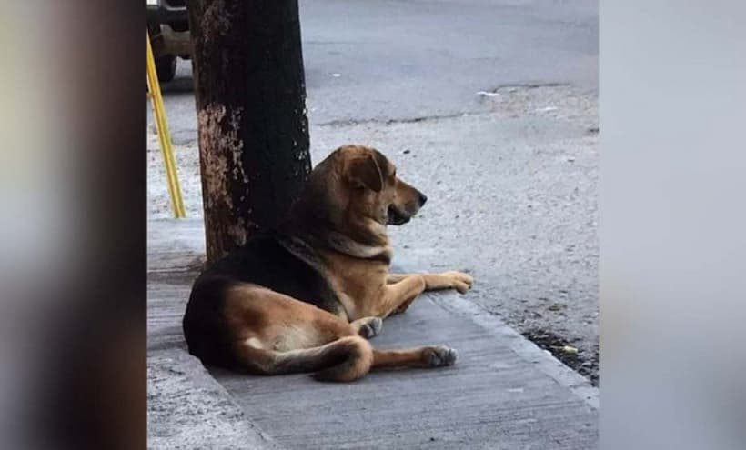 ¡Justicia para Stitch! Hombre vinculado a proceso por quitar la vida a perro en Chilpancingo