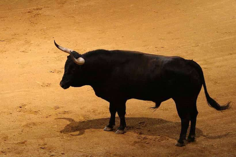 Toro se rompe las patas durante evento en España; lo sacrificaron