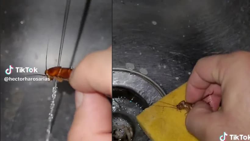 TikTok: Usuario baña cucarachas para que no paseen sucias en su casa