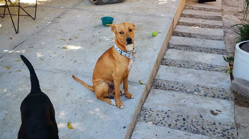 Suman 40 denuncias por maltrato animal en Acapulco