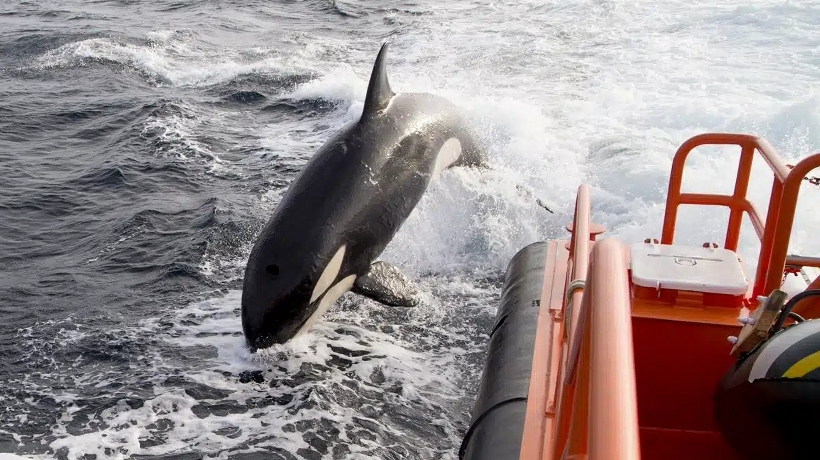 Preocupa aumento de ataques de orcas a embarcaciones