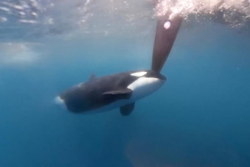 VIDEO: Atacan orcas embarcación de Ocean Race