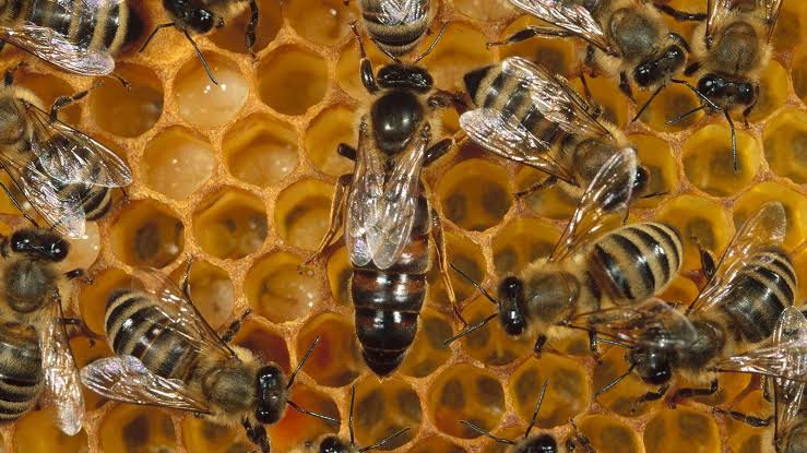 ¡Otra vez atacan las abejas! Ahora a una familia de 8 integrantes