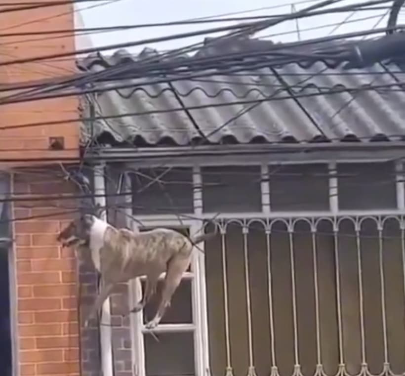 Rescatan perrito que quedó atrapado entre cables de un poste; perseguía un gato