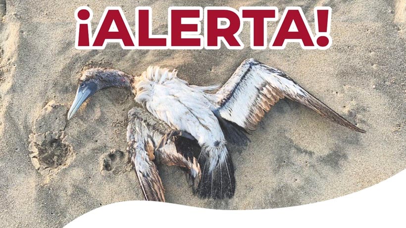 Investigan muertes de aves en la Costa Grande de Guerrero