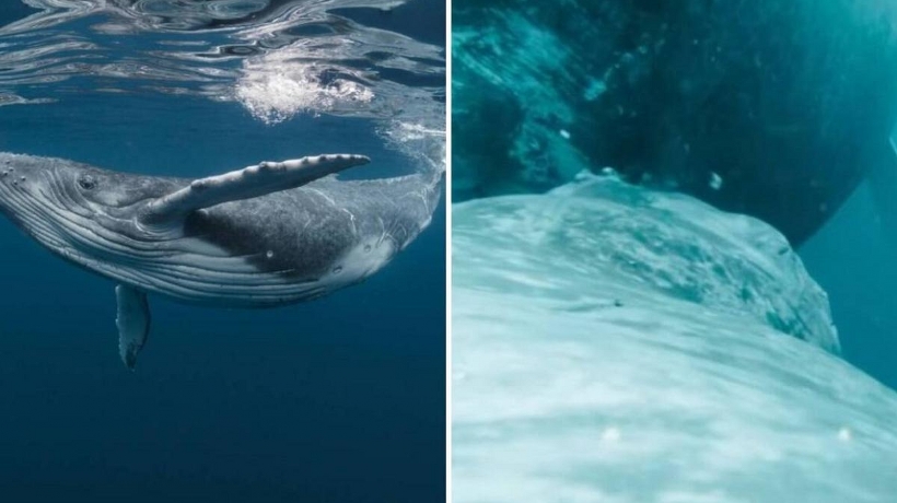 VIDEO: Captan a una ballena amamantando a su cría en Colombia
