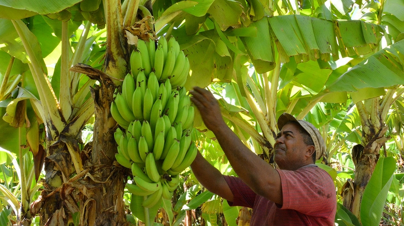 Pide Congreso de Guerrero mayor apoyo a productores de plátano