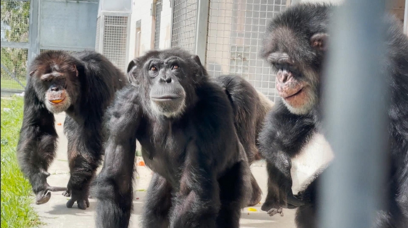 VIDEO: Chimpancé ve el cielo por primera vez; su reacción se viralizó