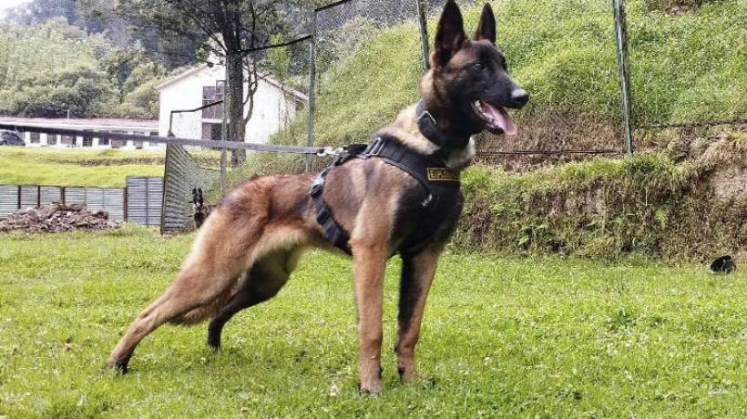 Así buscan a Wilson, perro desaparecido en rescate de niños en Colombia