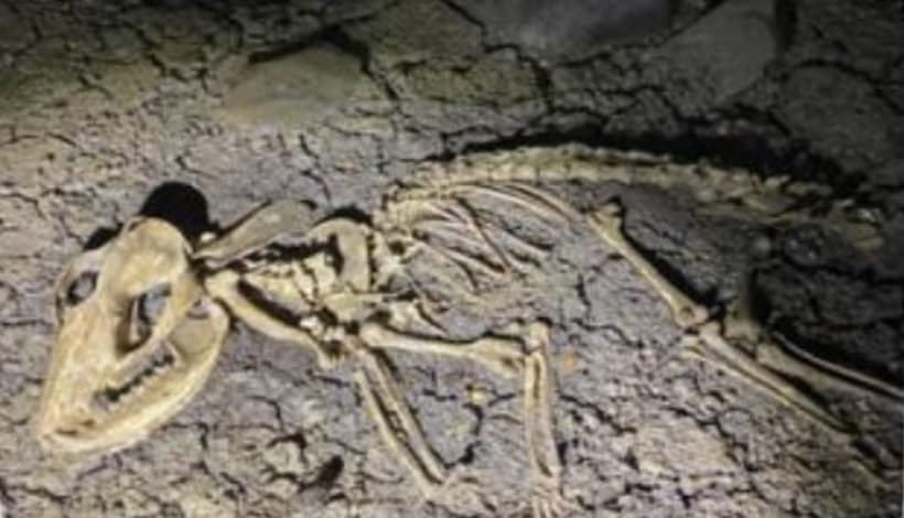 Descubren restos fosilizados de un animal extraño en Tlanchinol, Hidalgo