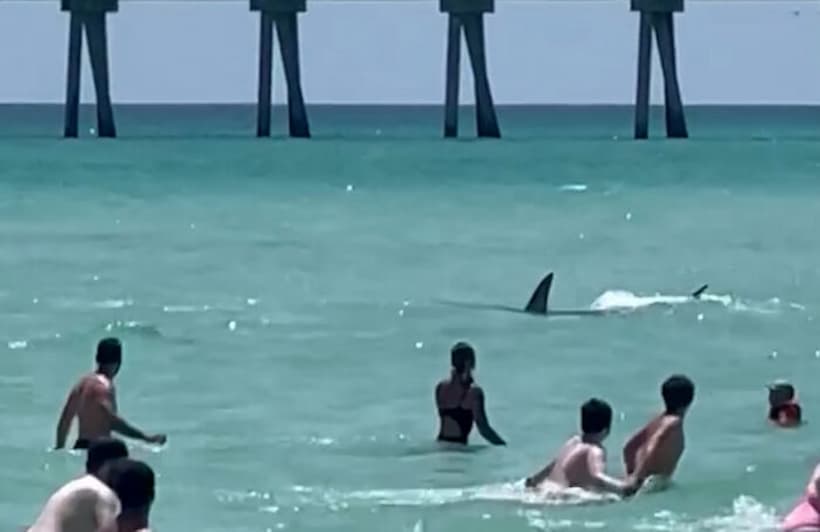 Tiburón provoca pánico entre bañistas de una playa en Florida